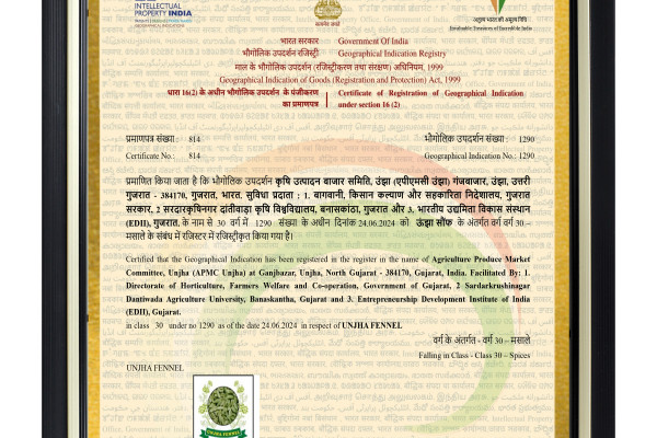 unjha-fennelB014A766-F404-8A54-305D-A17EB71FE6CB.jpeg
